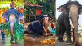 elephant-death-in-guruvayur-temple-the-biggest-elephant-in-india-is-the-tragic-end-of-the-age-of-84-years