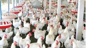 tamil-nadu-tops-poultry-farming