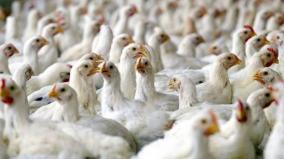 whatsapp-rumors-about-broiler-chicken-and-coronavirus