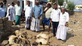tenkasi-dog-kills-8-goats-people-seek-safety-from-stray-and-rabies-infected-dogs