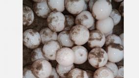 10-100-olive-ridley-turtle-eggs-collectio