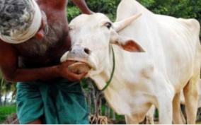 vacancies-in-veterinary-department-affects-vaccination-for-cattle