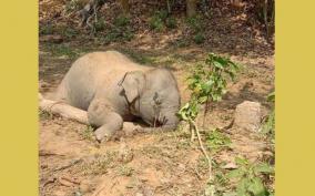 passage-fight-in-mudumalai-dead-elephants-waiting-in-the-vicinity