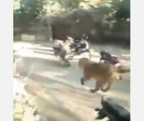 usain-bolt-lion-enters-village-in-gujrat-viral-video