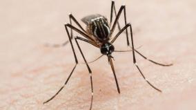 can-mosquitoes-transmit-coronavirus-from-an-infected-person