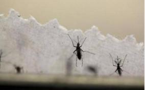 plea-seeking-action-in-controlling-mosquitoes-dismissed