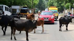 high-court-dismisses-plea-regarding-constituting-group-to-recover-stray-cattles