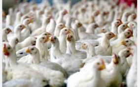 poultry-farmers-request-collector-to-take-action-against-rumor-mongers