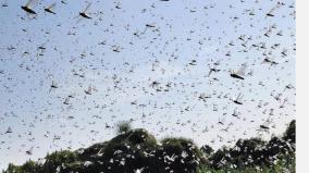 locusts-pakistan-cotton-wheat-india-africa