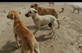 look-out-for-helpless-street-animals-and-abandoned-animals-government-orders