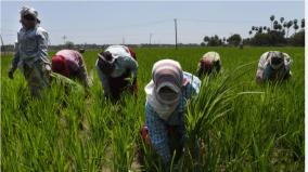 corona-fear-farmers-engaged-in-farming-activities-covering-their-faces-near-vanur