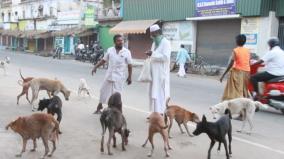 social-activist-gives-biscuits-to-stray-dogs-everyday