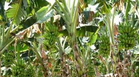 corona-curfew-beetul-leaf-plantain-farmers-seek-compensation