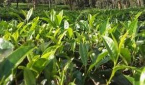 tea-plants-farmers-worst-affected