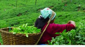 nilgiris-tea-estate-employees