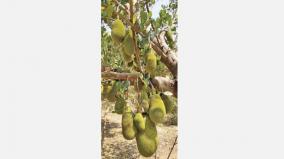 jackfruits-rotting-in-trees