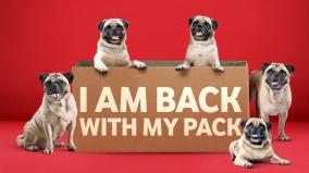 vodafones-pug-is-back-urging-people-to-stay-at-home