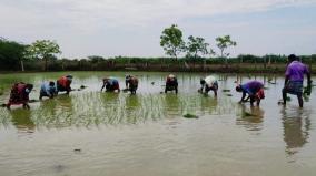 karaikudi-farming-activities-carried-following-socal-distancing