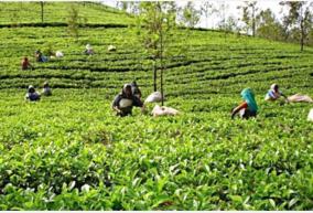 tea-estate-issue