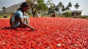 virudhunagar-red-chillie-harvest-in-its-peak