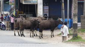 kodaikanal-wild-animals-seen-on-road