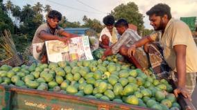 mango-yields-in-tenkasi-district-corona-curfew-prices-fall
