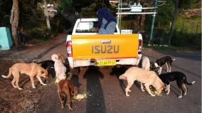 street-dogs-need-to-be-taken-care-of-by-the-public