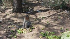 andipatti-monkeys-fed-by-farmers