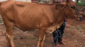 vet-doctors-save-cow-bitten-by-poisonous-snake