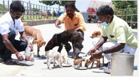 stray-dogs-die-in-hunger