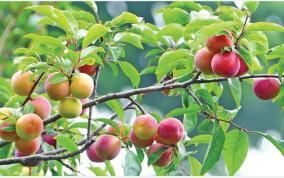 plums-season