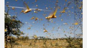 after-covid-19-india-s-next-challenge-could-be-mega-sized-locust-attack-this-summer