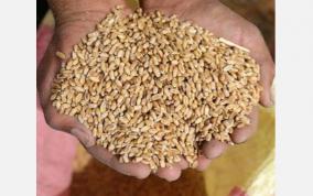 food-grains-stock