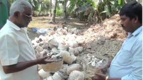 5-000-kg-of-mushrooms-dumped-without-being-sold-on-curfew-rs-8-lakh-loss