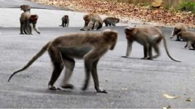 palani-monkeys-enter-into-residential-area