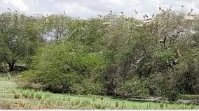 corona-lock-down-migrant-birds-take-solace-in-roadside-trees-in-therthangal
