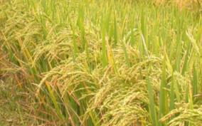 cnaphalocrocis-medinalis-in-paddy-fields