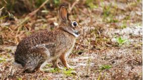 youth-held-for-hunting-rabbits-and-uploading-the-video-on-tiktok