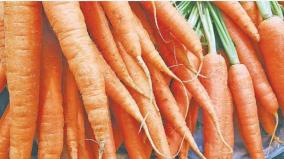 carrot-farmers-issue-in-ooty