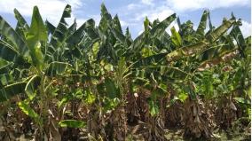 corona-virus-plantain-leaves-go-dry-on-trees