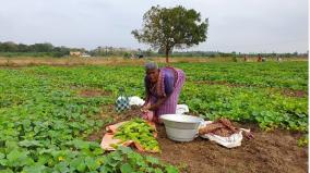 cucumber-farmers-distress-in-sivagangai