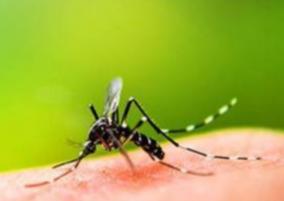 no-mosquito-problem-in-cuddalore