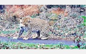 leopard-captured