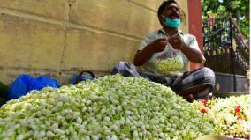 madurai-jasmine-price-down-farmers-under-distress