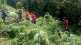 kodiakanal-2-arrested-for-cultivating-ganja