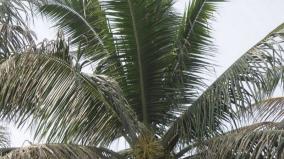 how-to-increase-coconut-cultivation