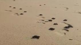 gulf-of-mannar-world-turtle-day