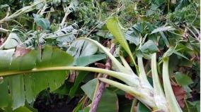 kovilpatti-heavy-winds-destroy-plaintain-trees