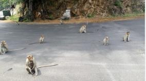 monkeys-fail-to-return-to-natural-life