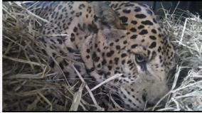re-emergence-of-leopard-at-ooty-botanic-gardens-request-for-cage-capture